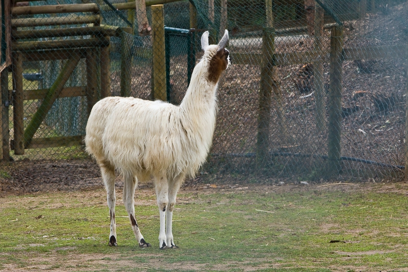 IMG_4945.jpg - Alpaga