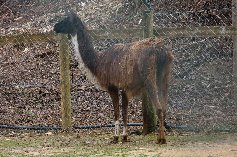 IMG_4948.jpg - Alpaga
