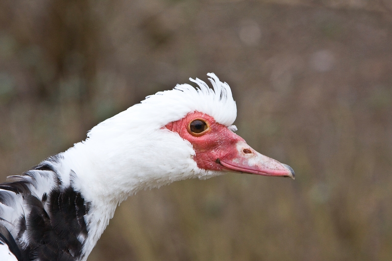 IMG_4959.jpg - canard domestique dérivé du canard musqué