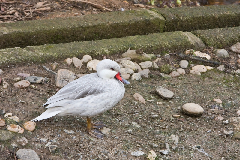 IMG_4962.jpg - Pilet des bahamas forme argentée