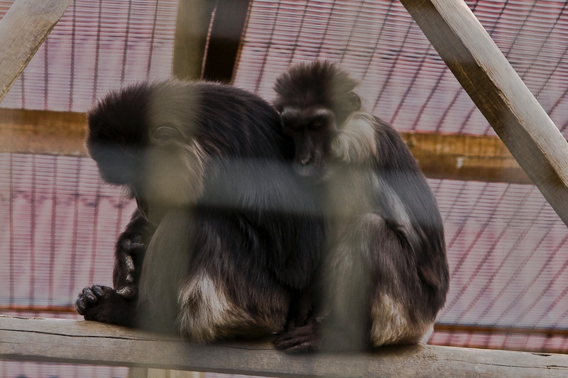 IMG_5060.jpg - Macaque de Tonkéan ( Macaca tonkeana),