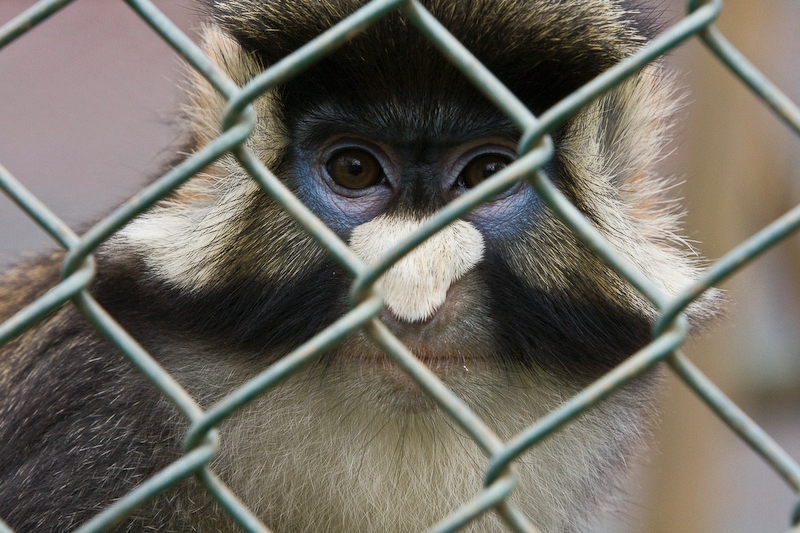 IMG_5077.jpg - Cercopithèque ascagne à nez blanc (Cercopithecus ascanius schmidti)