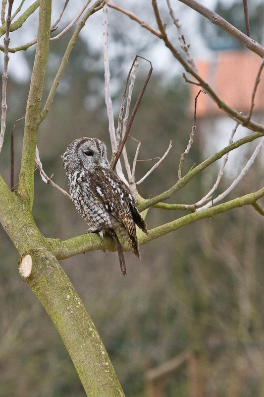IMG_5203.jpg - Chouette hulotte