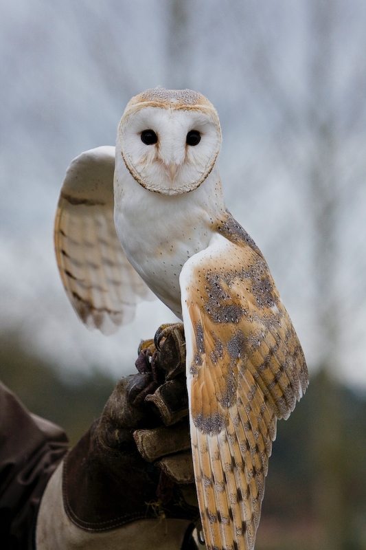 IMG_5225.jpg - effraie des clochers (Tyto alba) magnifiqe oiseau ! dommage qu'elle ne soit pas restée