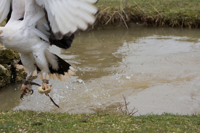 IMG_5273.jpg - Ratée de peu