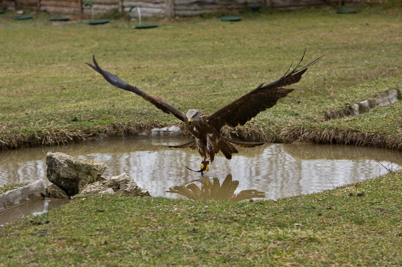 IMG_5290.jpg - réussie mais elle volait dans les plumes de tout ce qui bougeait