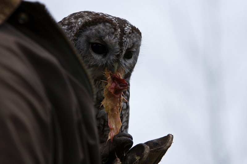IMG_5315.jpg - Toujours notre chouette hulotte