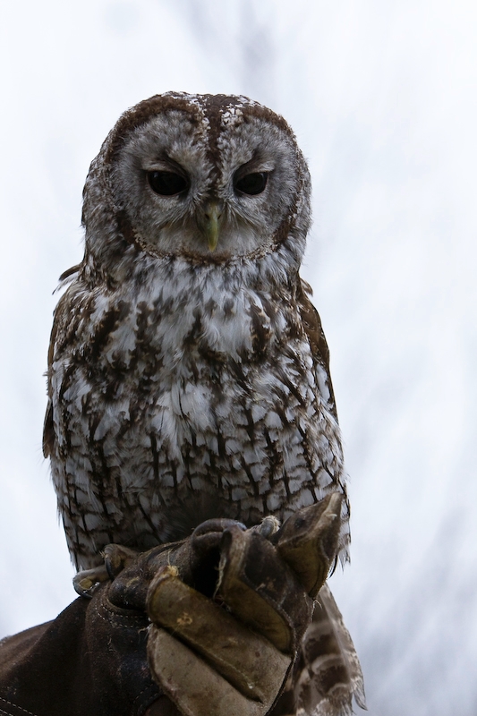 IMG_5324.jpg - chouette hulotte