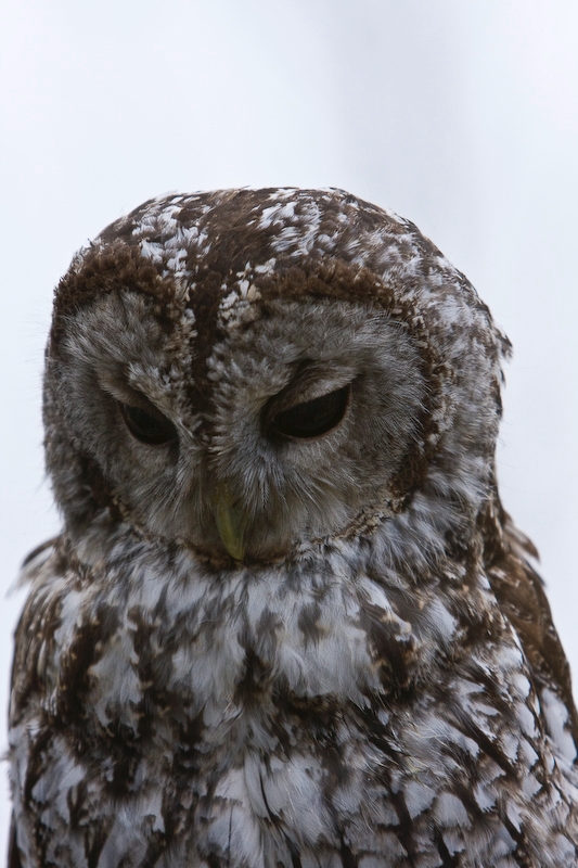 IMG_5326.jpg - hulotte