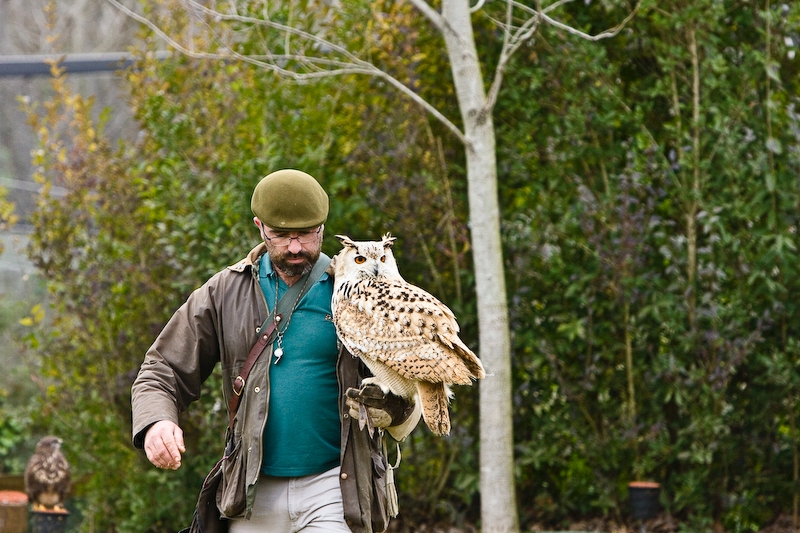 IMG_5339.jpg - Grand Duc du Bengal (Bubo bengalensis)