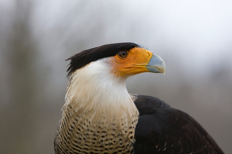 IMG_5363.jpg - Caracara huppé (Polyborus plancus)