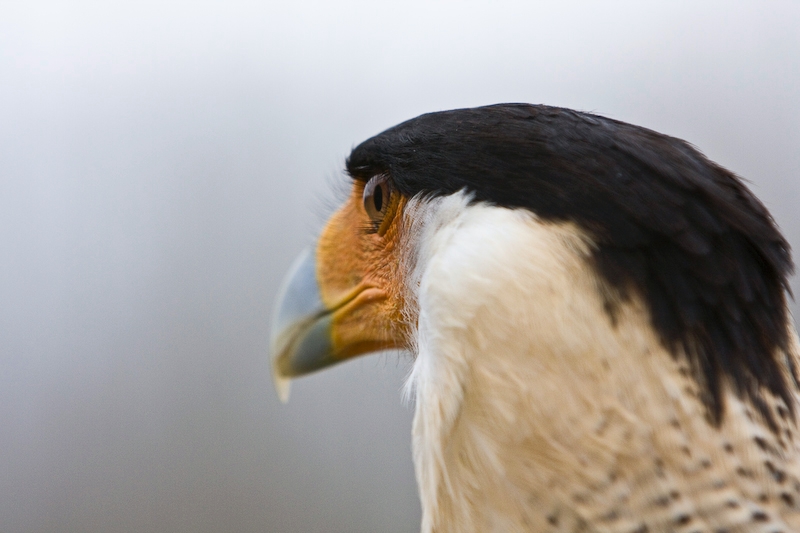 IMG_5371.jpg - Caracara huppé (Polyborus plancus)