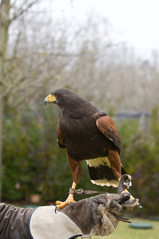 IMG_5409.jpg - Buse de harris