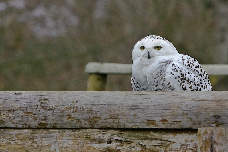 IMG_5415.jpg - Harfang des neiges (Nyctea scandiaca)