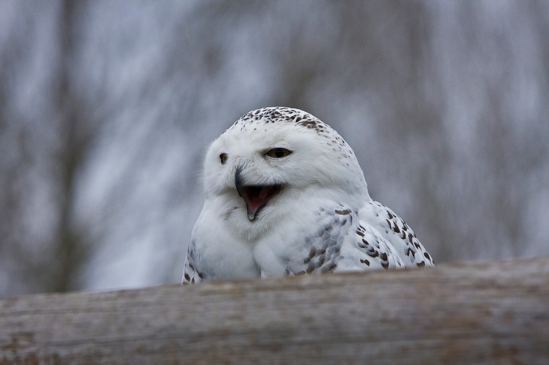 IMG_5437.jpg - Harfang des neiges (Nyctea scandiaca)