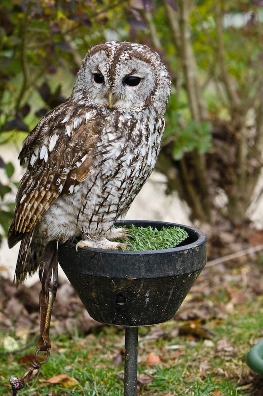 IMG_5460.jpg - hibou hulotte