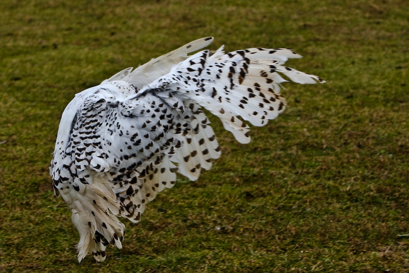 IMG_5489.jpg - Harfang des neiges (Nyctea scandiaca)