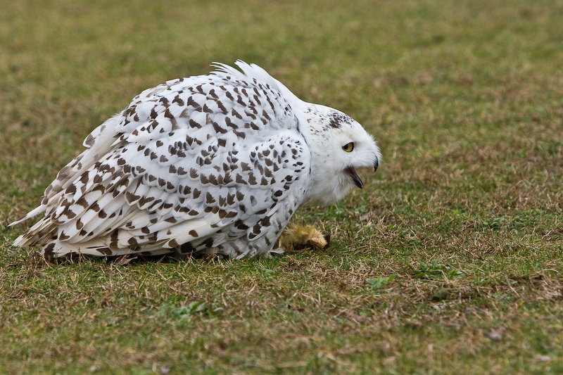 IMG_5502.jpg - Harfang des neiges (Nyctea scandiaca)cachant sa nouriture pour ne pas se la faire coler par la buse