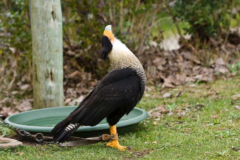 IMG_5525.jpg - caracara (il tourne la tête u peu plus , mais la photo que j'ai faite est floue)