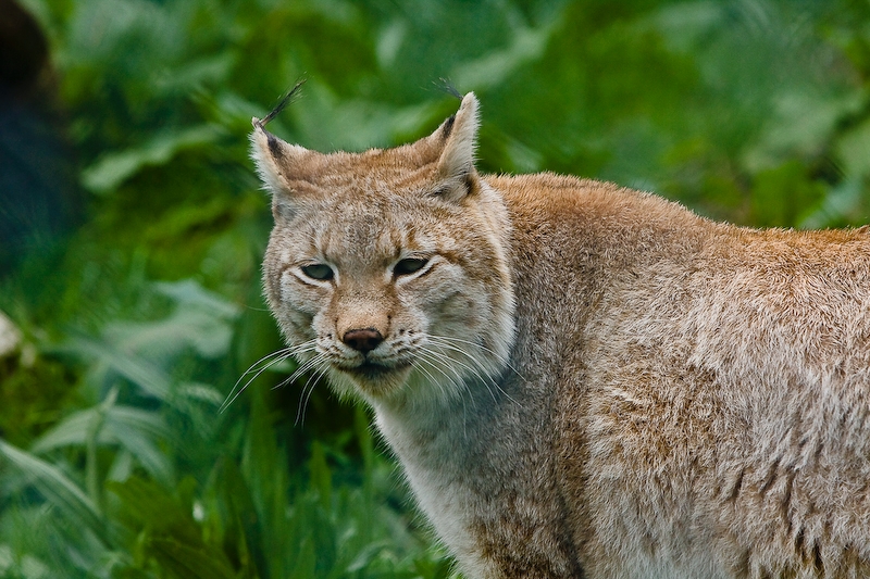 IMG_5538.jpg - Lynx d'Eurasie (Lynx lynx)