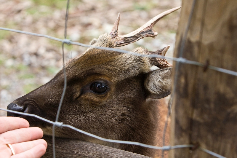 IMG_5557.jpg - muntjac d'Inde (Muntiacus muntjak), 