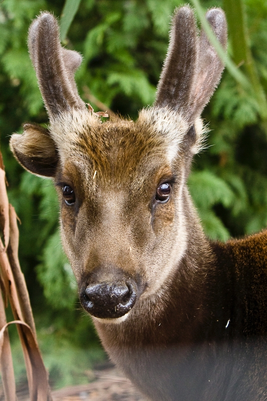 IMG_5565.jpg - muntjac d'Inde (Muntiacus muntjak)