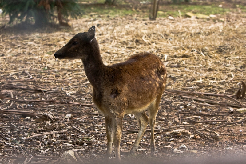 IMG_5570.jpg - cerf du Prince Alfred ( Cervus alfredi)