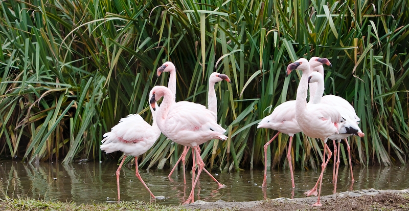 IMG_5576.jpg - Flamant nain (Phoeniconaias minor)