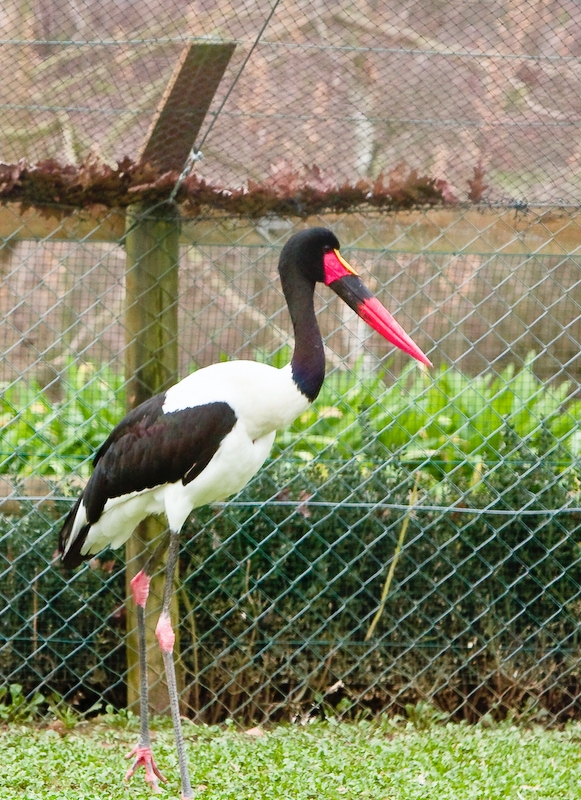 IMG_5585.jpg - Jabiru d'Afrique (Ephippiorhynchus senegalensis)