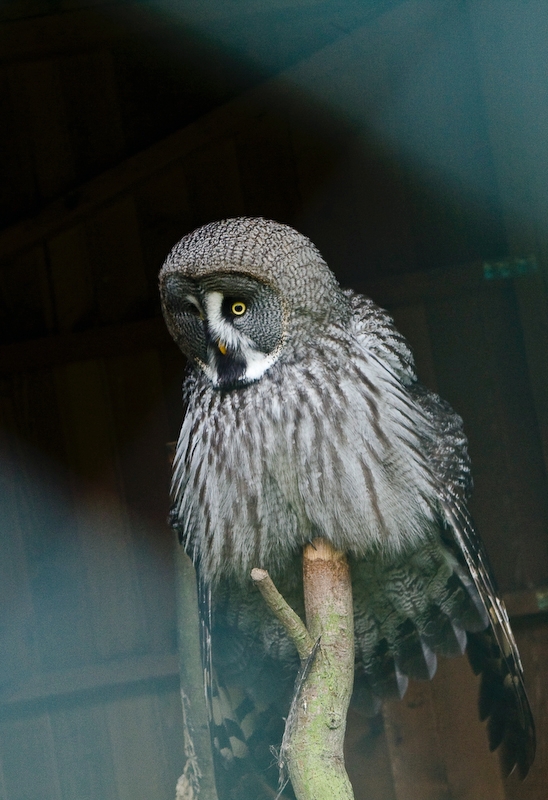 IMG_5629.jpg - Chouette lapone (Strix nebulosa lapponica)