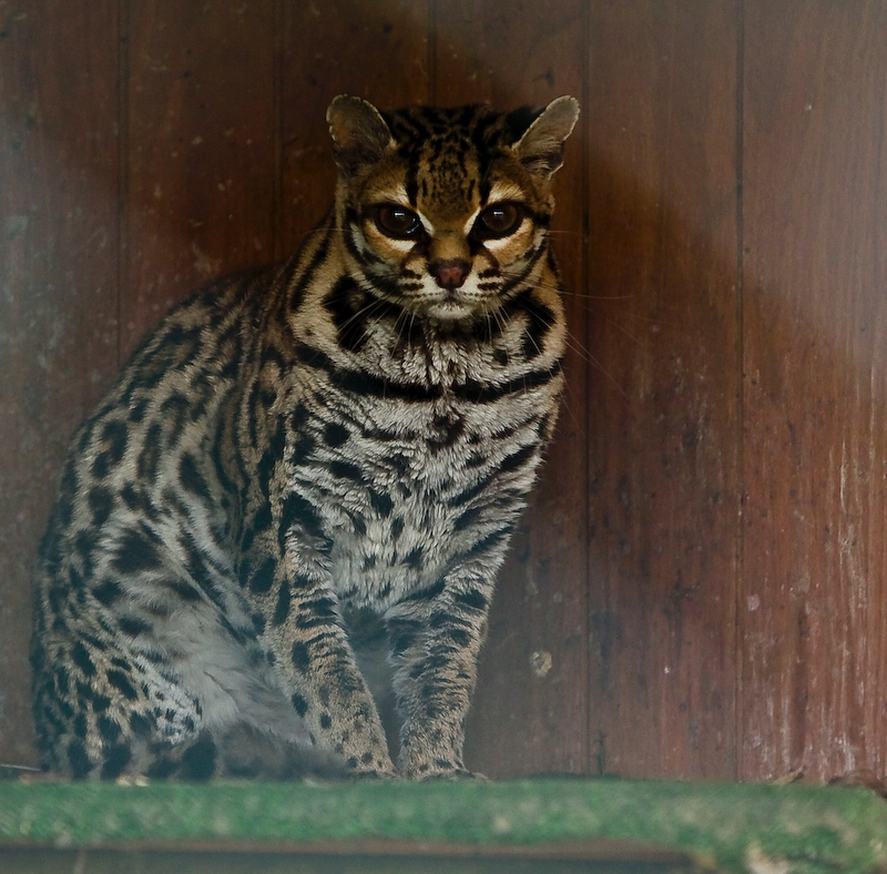 IMG_5642.jpg - margay (Leopardus wiedii)