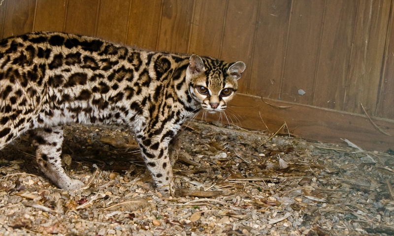 IMG_5666.jpg - margay (Leopardus wiedii)