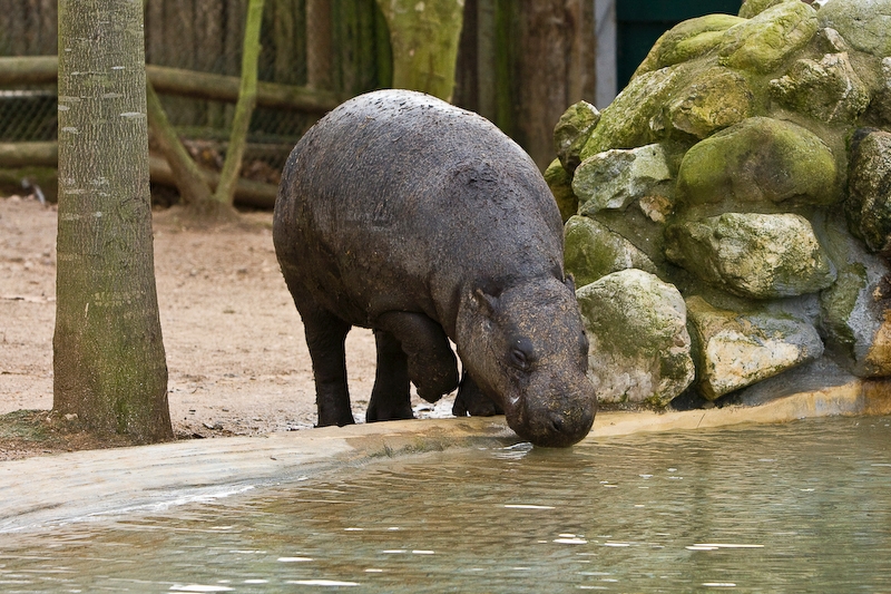 IMG_5714.jpg - hippopotame nain (Hexaprotodon liberiensis)