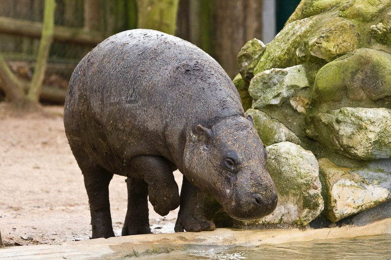 IMG_5720.jpg - hippopotame nain (Hexaprotodon liberiensis)