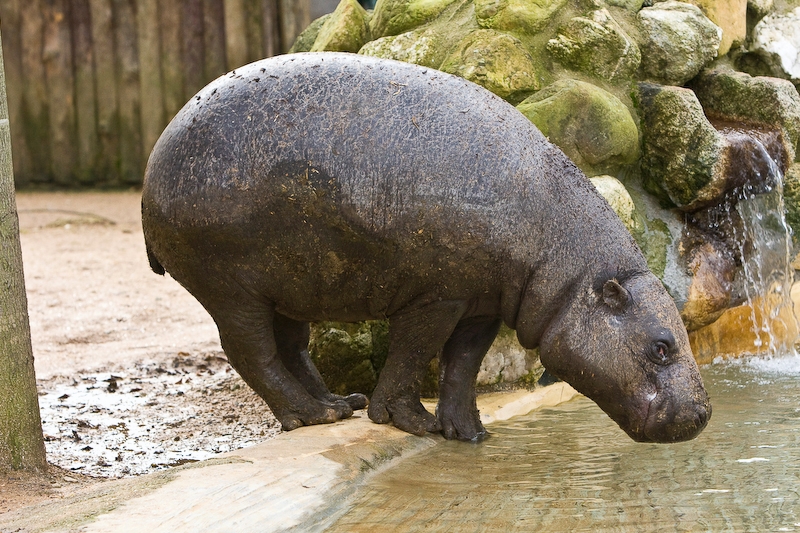IMG_5747.jpg - hippopotame nain (Hexaprotodon liberiensis)