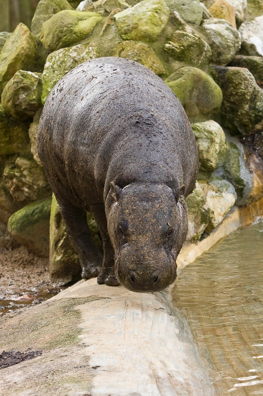 IMG_5761.jpg - hippopotame nain (Hexaprotodon liberiensis)