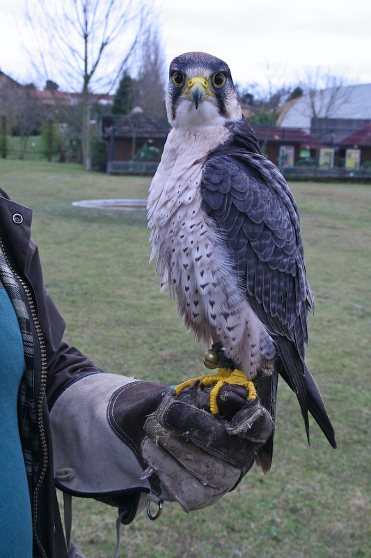 IMG_5963.jpg - Faucon lanier