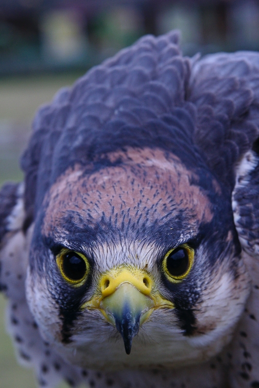 IMG_5972.jpg - Faucon lanier