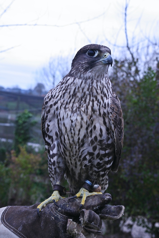 IMG_5976.jpg - bondrée apivore