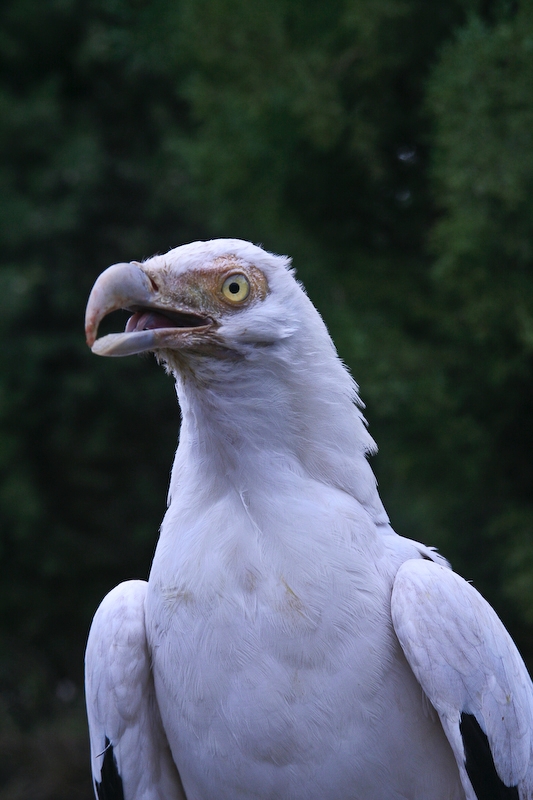 IMG_6009.jpg - Vautour palmiste