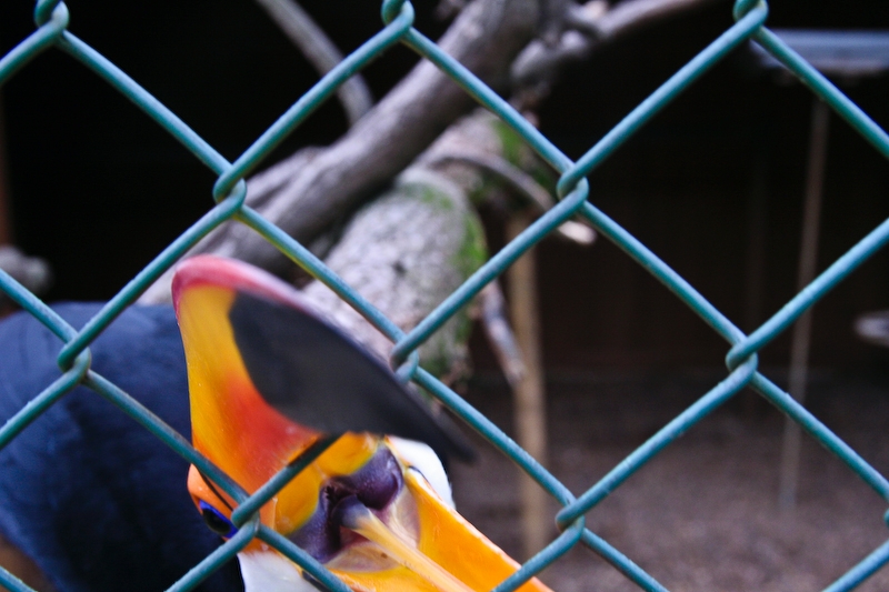 IMG_6042.jpg - toucan toco (Ramphastos toco)