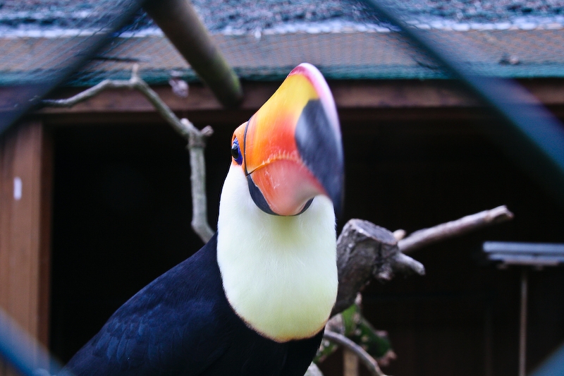IMG_6044.jpg - toucan toco (Ramphastos toco)