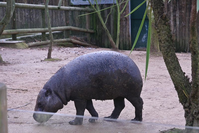 IMG_6055.jpg - Hexaprotodon liberiensis)