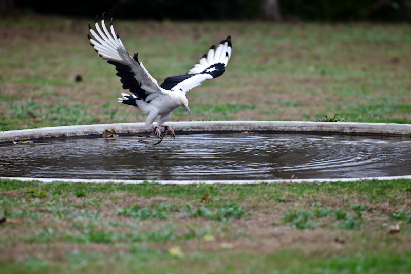 IMG_7715.jpg - et ouais du bol encore, il en faut des fois
