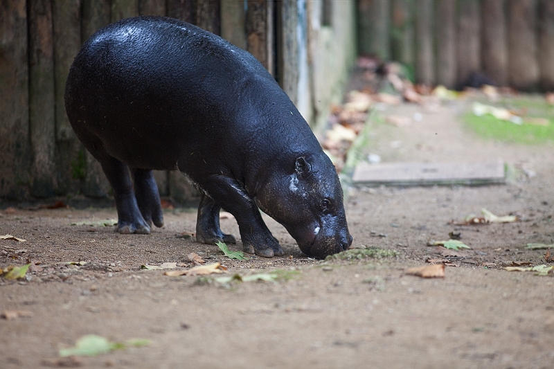 IMG_7766.jpg - un hyppo pygmé