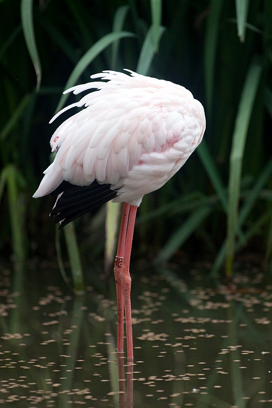 IMG_7821.jpg - vu que j'ai pas eu la chance de les approcher dans le sud, ni à lisbonne