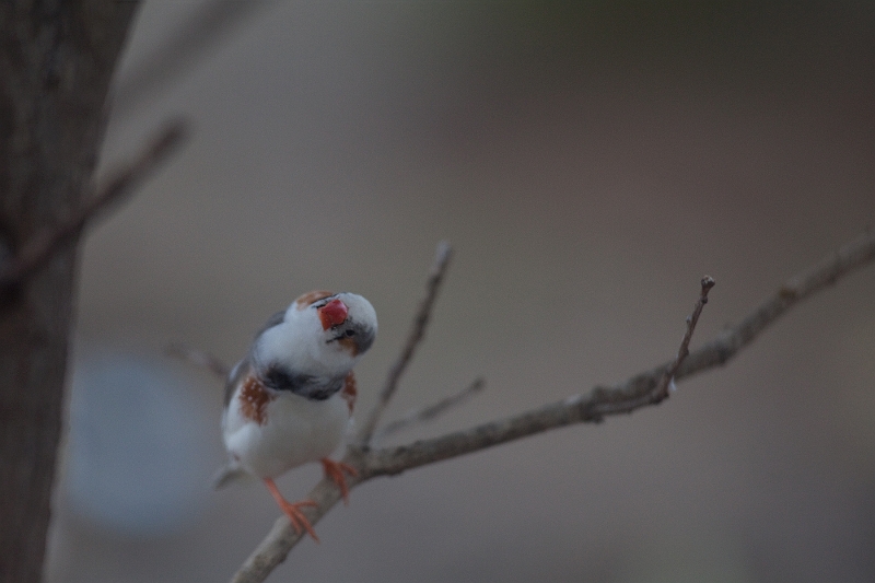 IMG_7841.jpg - un essais du 300mm avec une bague rallonge