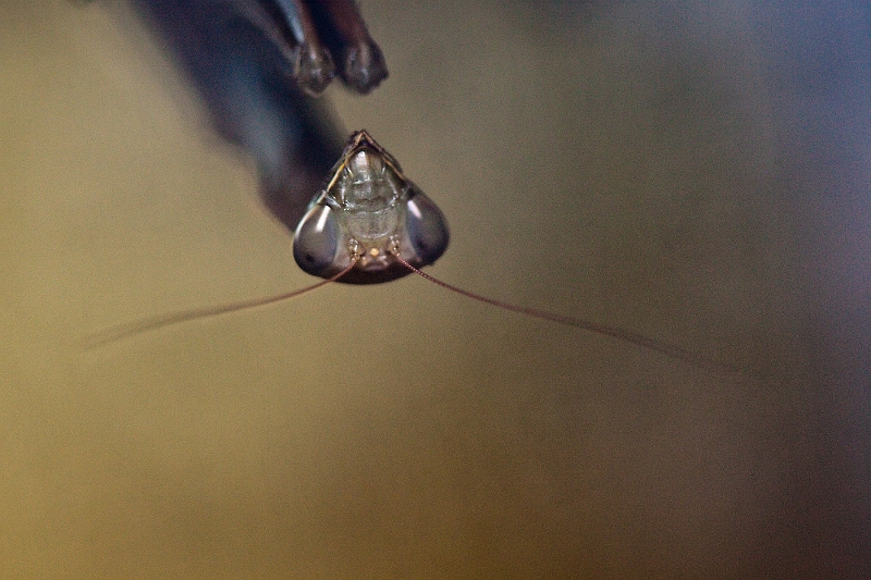 IMG_7948.jpg - je finirai par en avoir en liberté