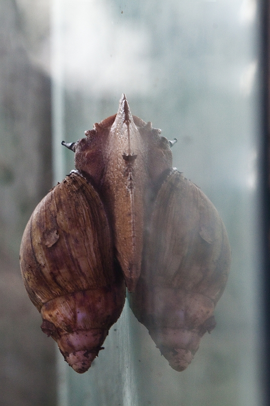 IMG_7980.jpg - un mollusque géant