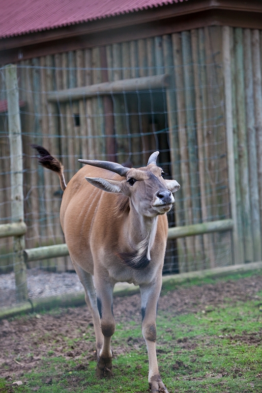 IMG_8075.jpg - pas content qu'on le regarde :)